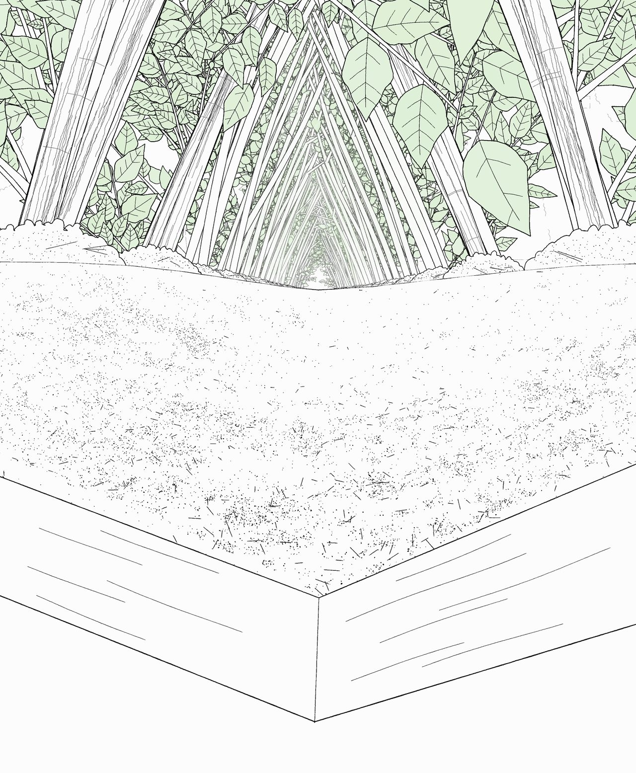 Close-up sketch of the raised earth bed, with dense mature growth rising beyond it