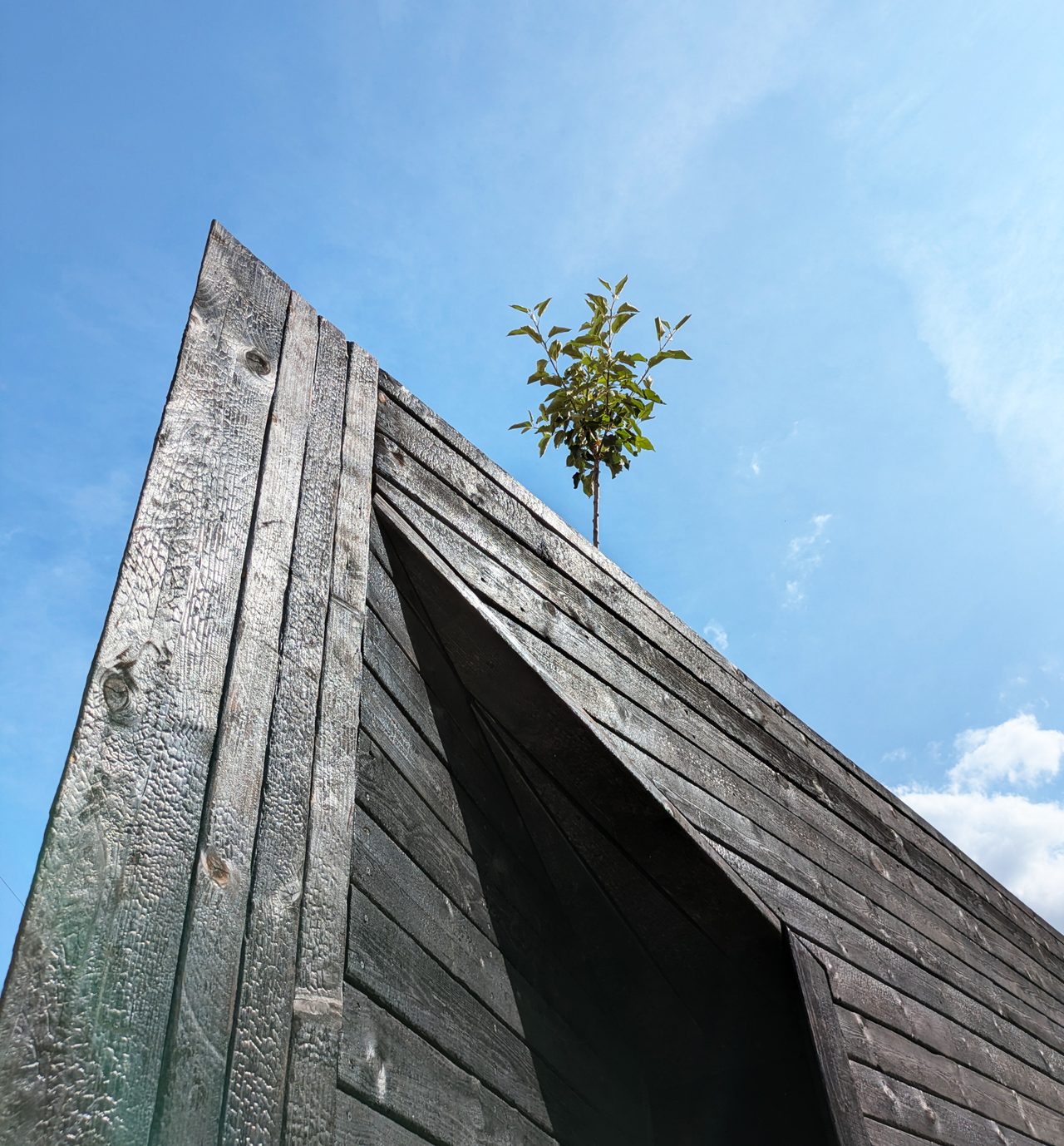 Plants growing in the chapel's earth furrows