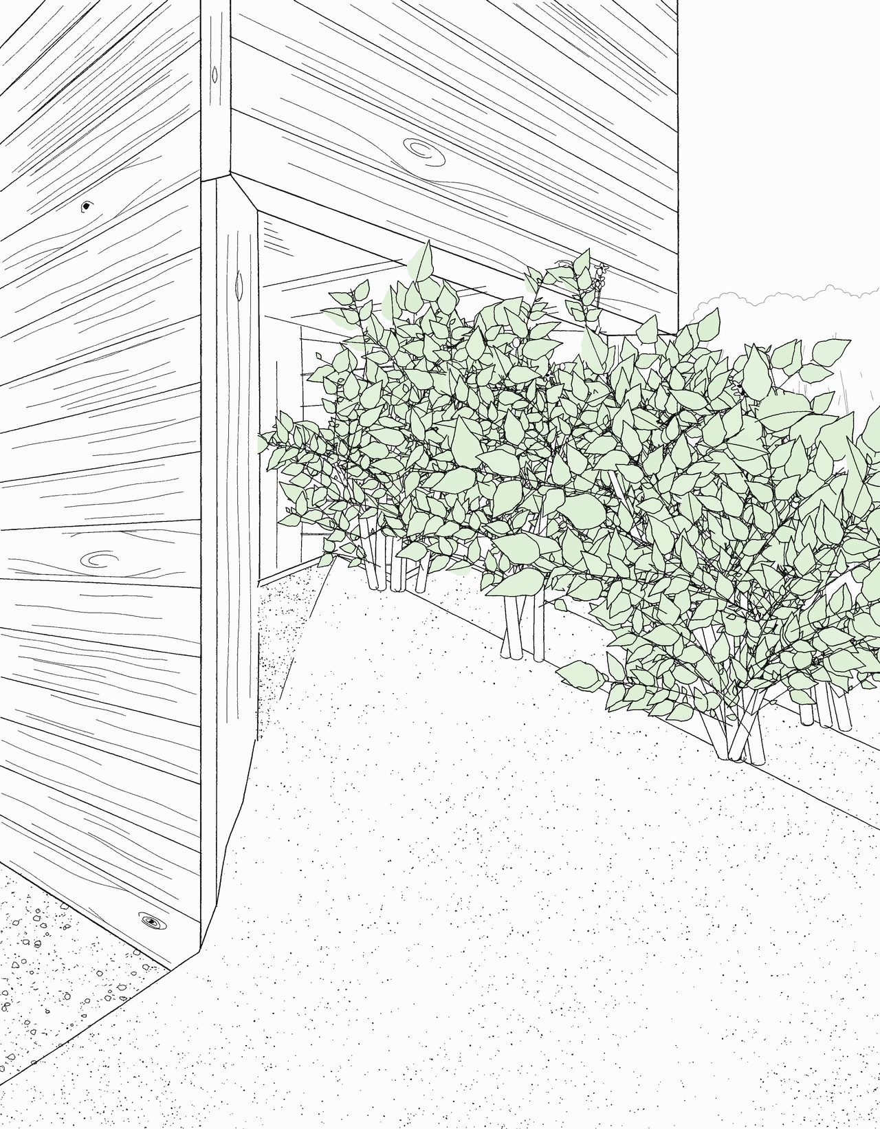 Sketch of mature planting grown up against the charred timber cladding outside the viewport